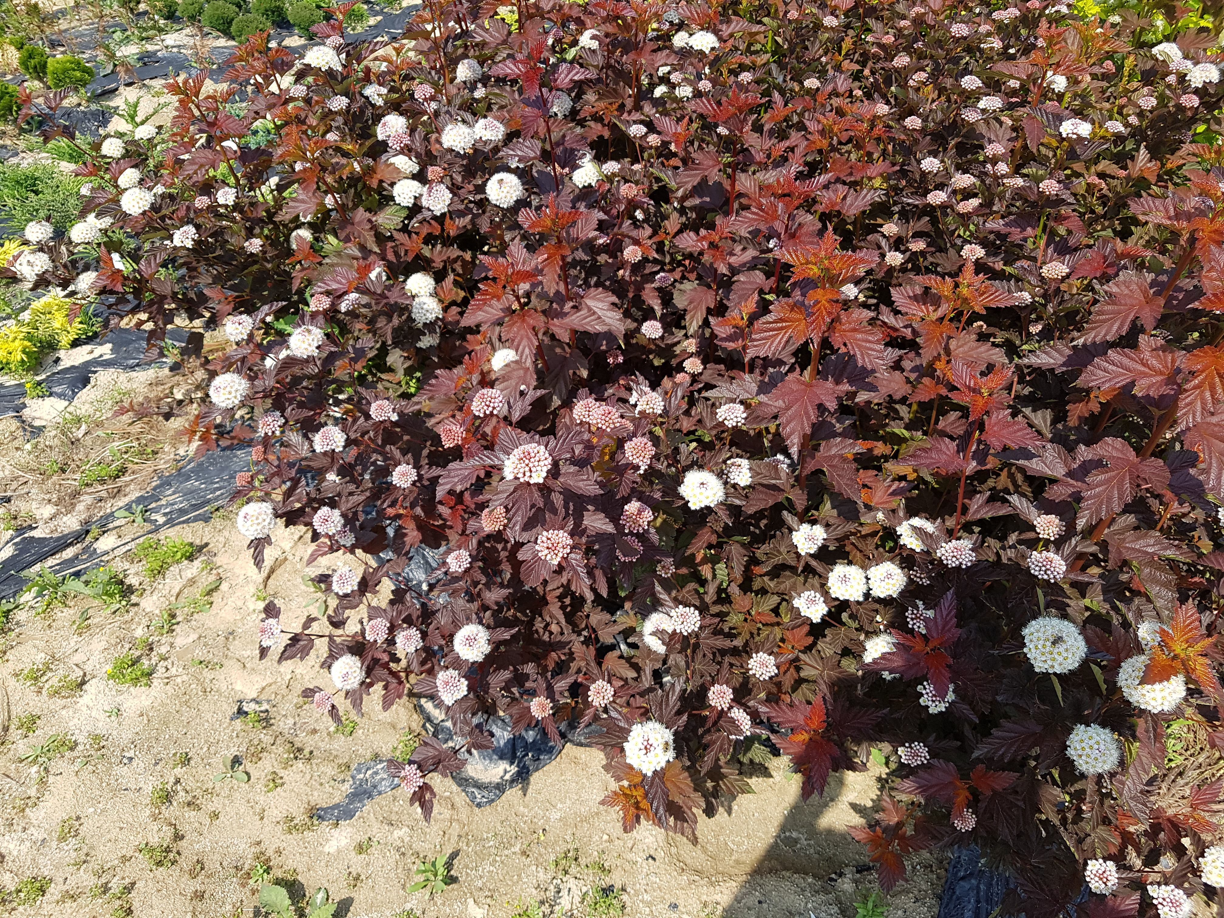 Physocarpus opulifolius 'Red Baron'